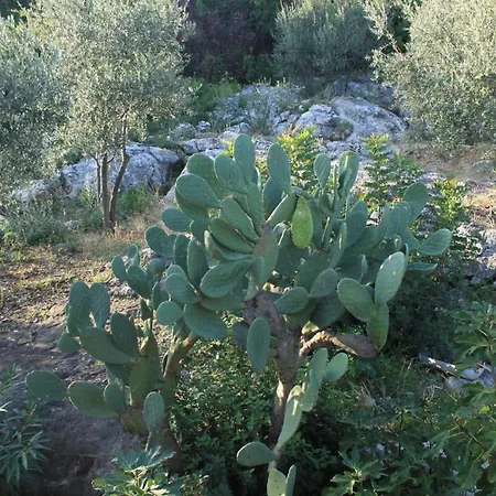 Apartament By The Sea Molunat, Dubrovnik - 8550 Molunat